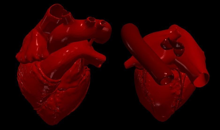 3D Model of Heart Chambers 2 pack 3D model_40