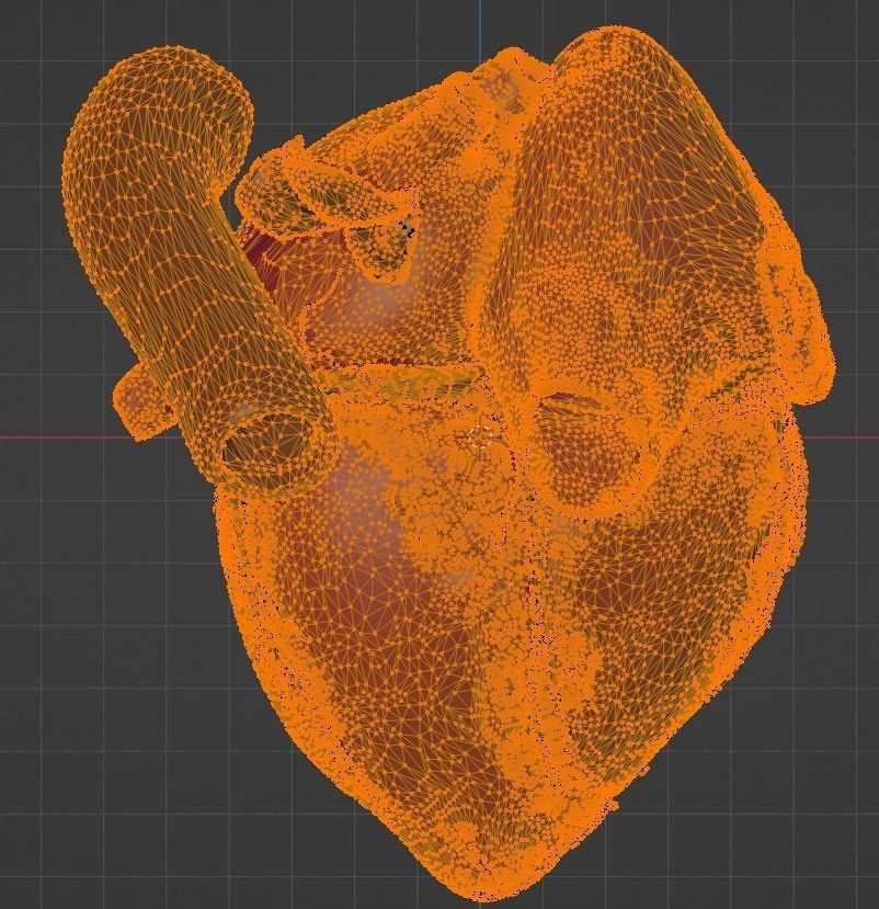 3D Model of Heart Chambers 2 pack 3D model_52