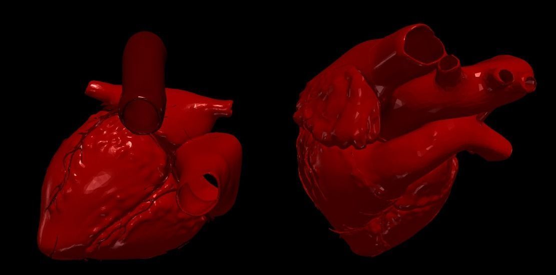 3D Model of Heart Chambers 2 pack 3D model_15