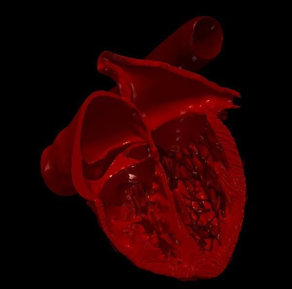 3D Model of Heart Chambers 2 pack 3D model_3
