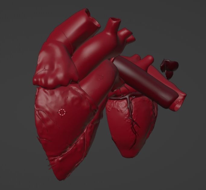 3D Model of Heart Chambers 2 pack 3D model_21