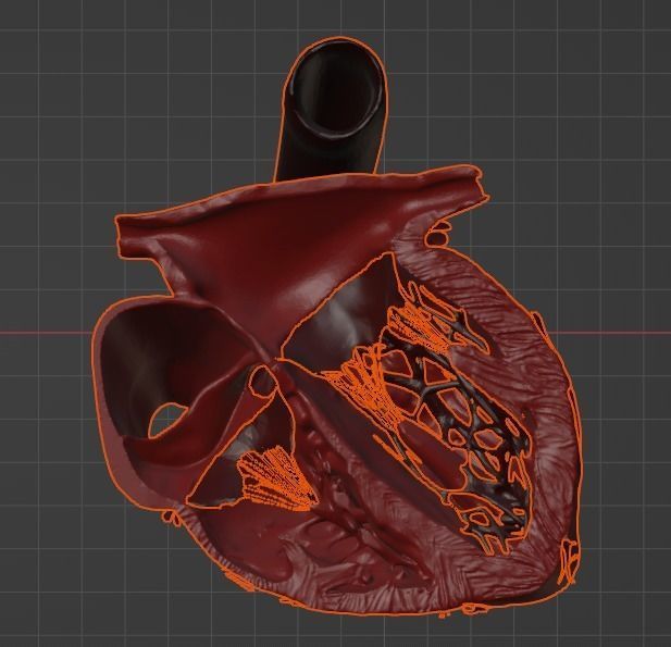 3D Model of Heart Chambers 2 pack 3D model_55