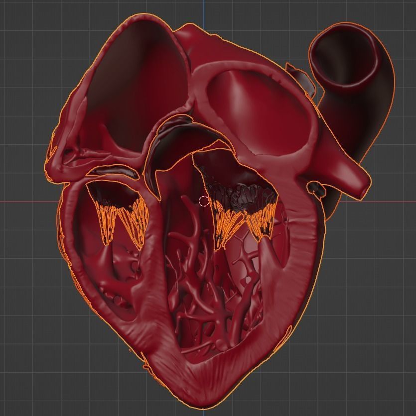 3D Model of Heart Chambers 2 pack 3D model_32