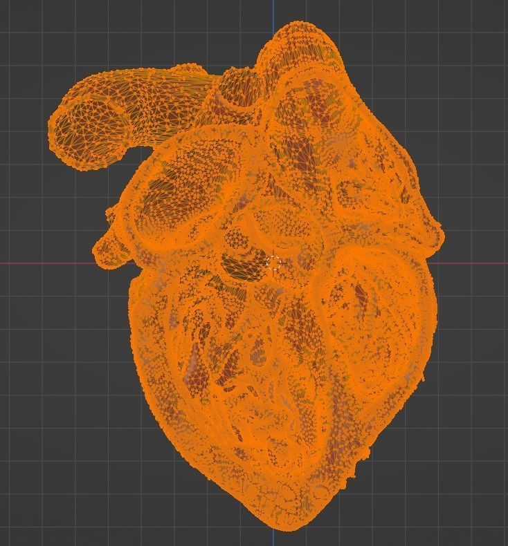 3D Model of Heart Chambers 2 pack 3D model_56