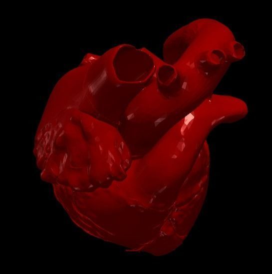 3D Model of Heart Chambers 2 pack 3D model_9