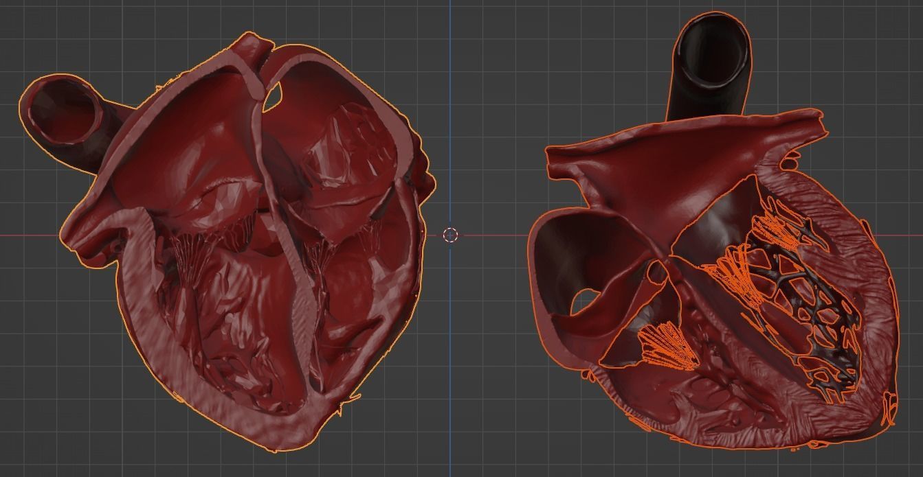3D Model of Heart Chambers 2 pack 3D model_29
