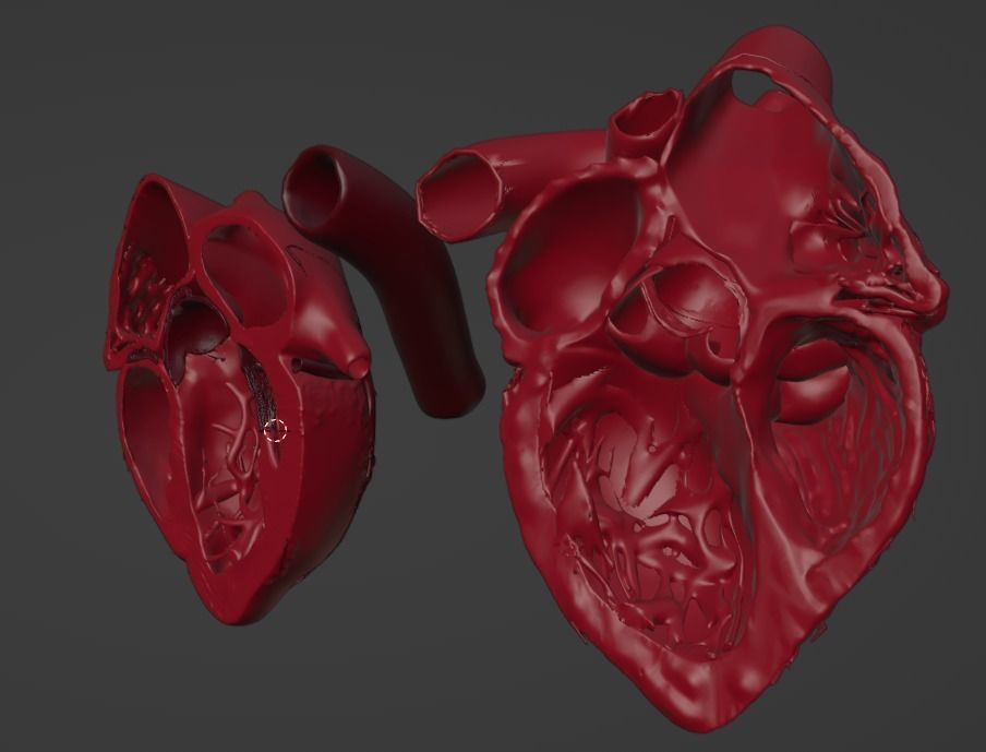 3D Model of Heart Chambers 2 pack 3D model_19