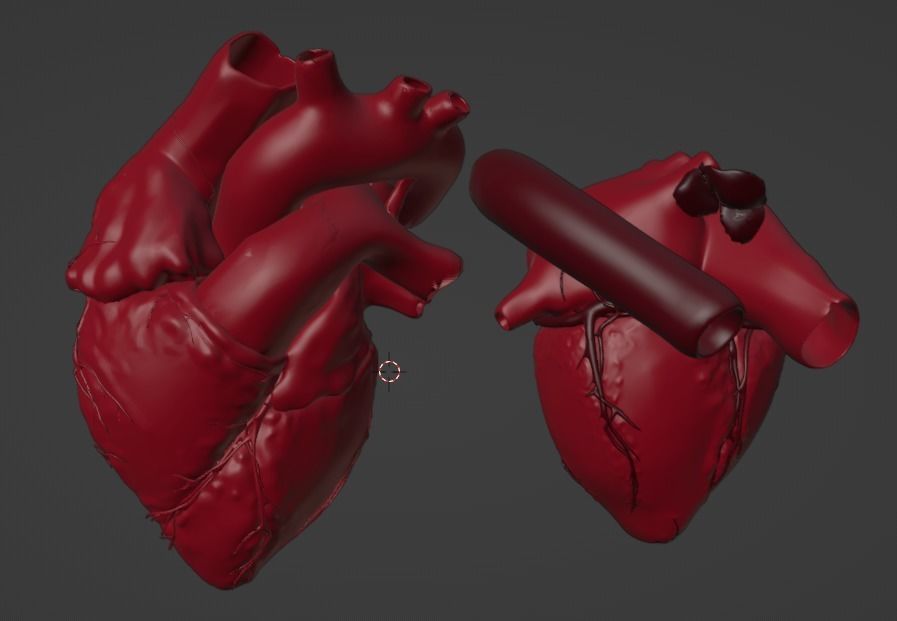 3D Model of Heart Chambers 2 pack 3D model_24