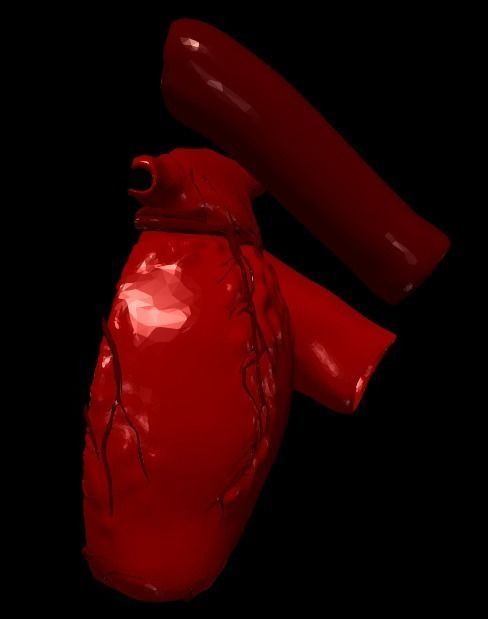 3D Model of Heart Chambers 2 pack 3D model_76