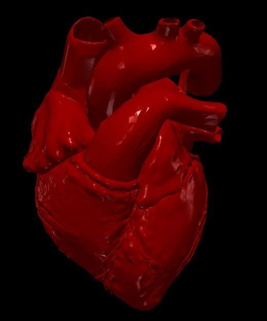 3D Model of Heart Chambers 2 pack 3D model_12