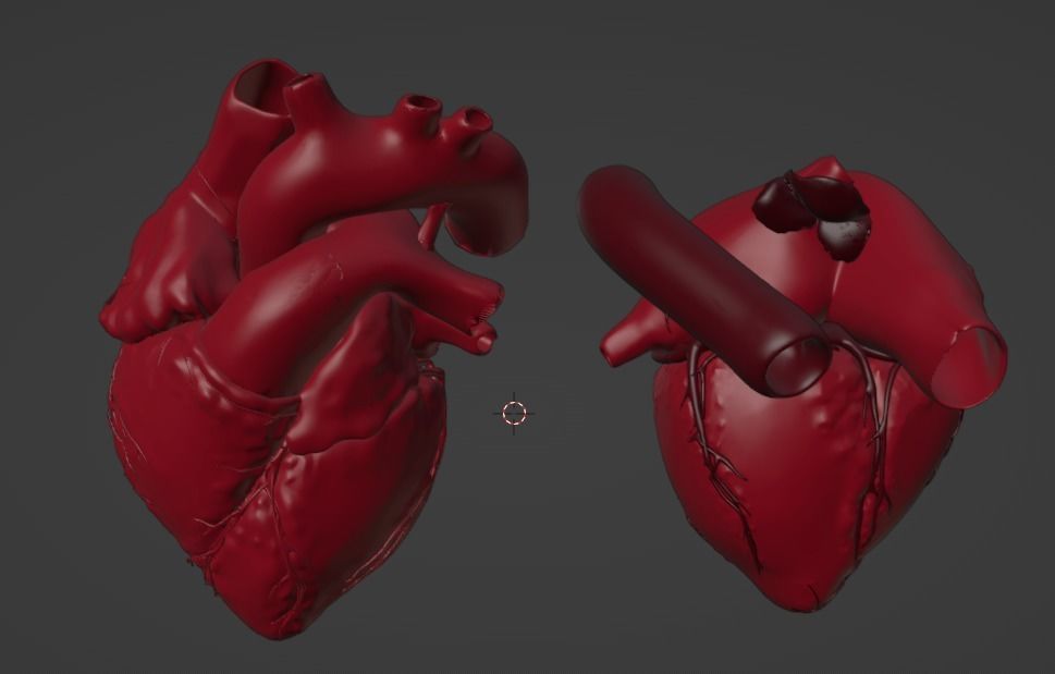 3D Model of Heart Chambers 2 pack 3D model_25