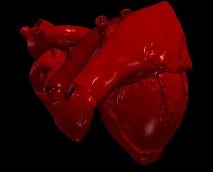 3D Model of Heart Chambers 2 pack 3D model_75