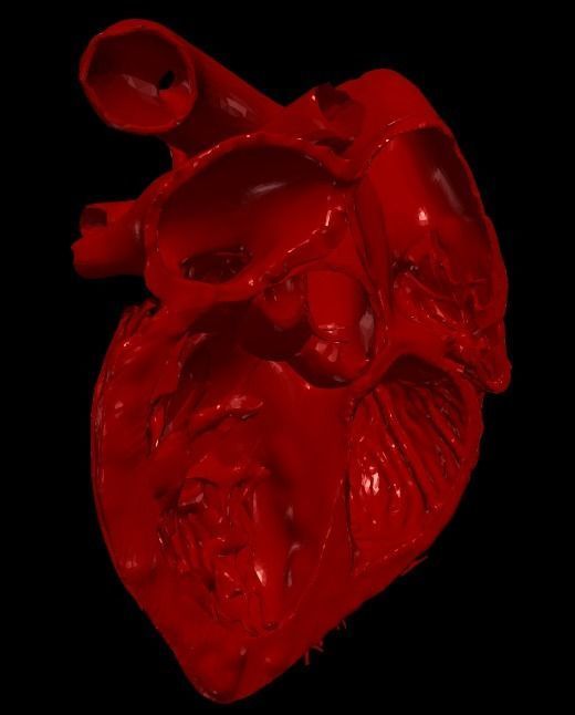 3D Model of Heart Chambers 2 pack 3D model_14