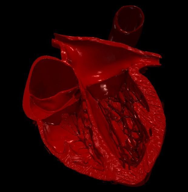 3D Model of Heart Chambers 2 pack 3D model_80