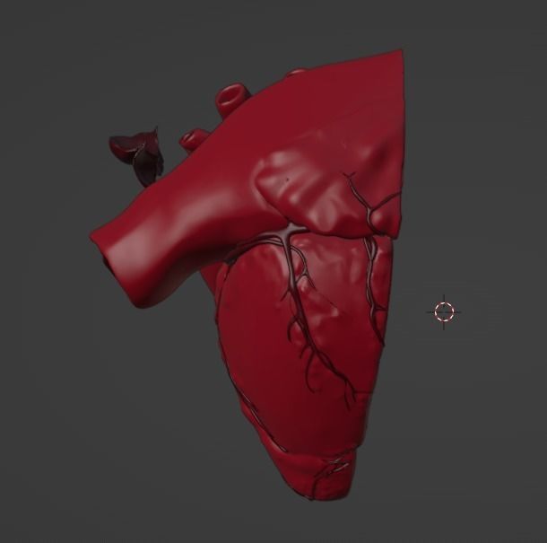 3D Model of Heart Chambers 2 pack 3D model_28