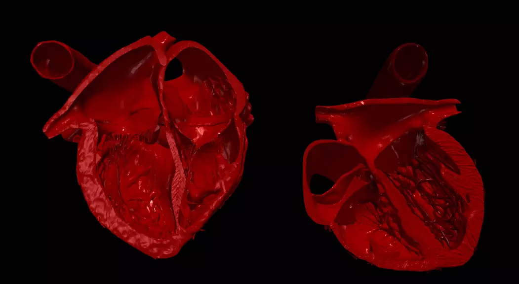 3D Model of Heart Chambers 2 pack 3D model_0