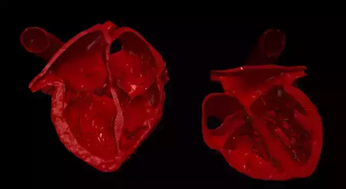3D Model of Heart Chambers 2 pack