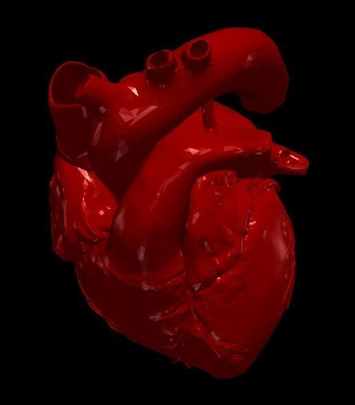 3D Model of Heart Chambers 2 pack 3D model_11