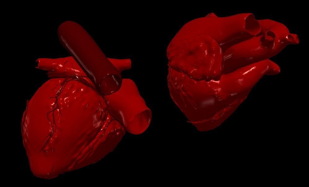 3D Model of Heart Chambers 2 pack 3D model_39