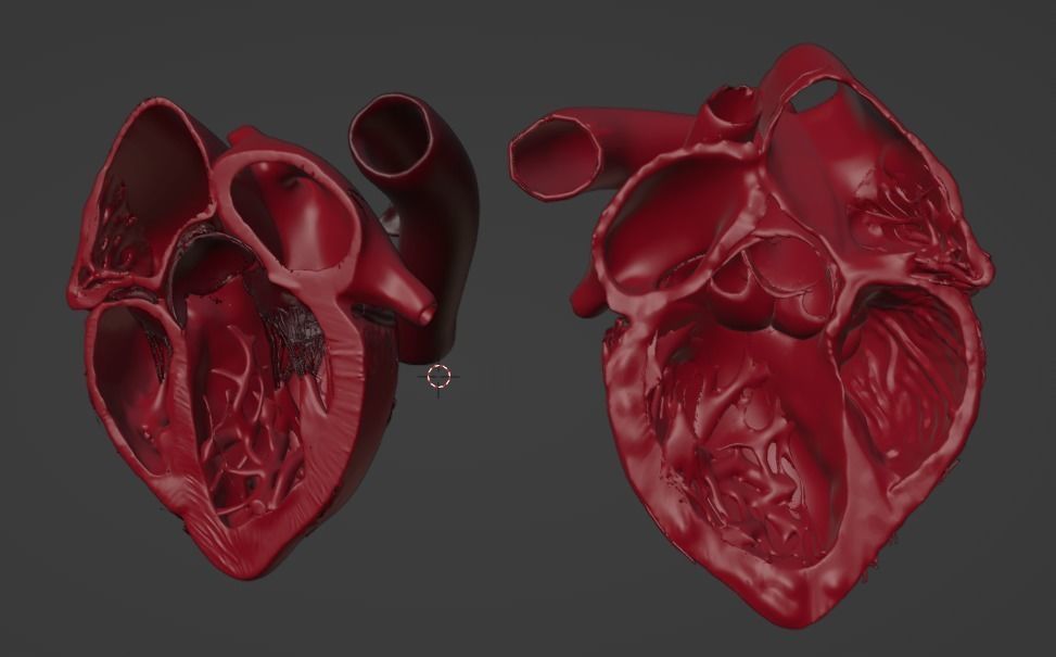3D Model of Heart Chambers 2 pack 3D model_18