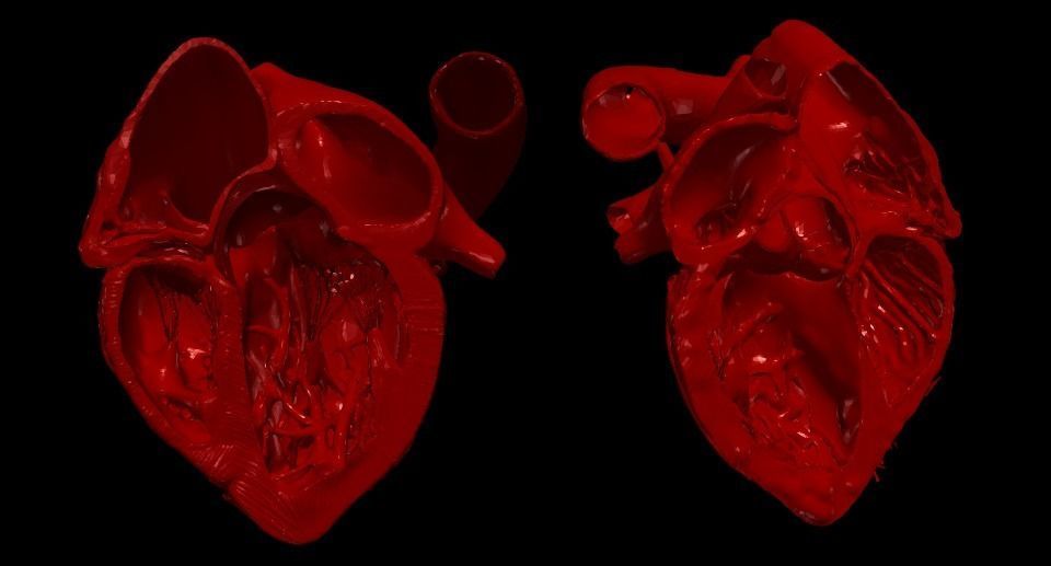 3D Model of Heart Chambers 2 pack 3D model_2