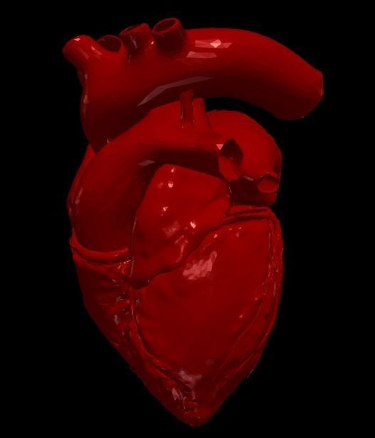 3D Model of Heart Chambers 2 pack 3D model_13