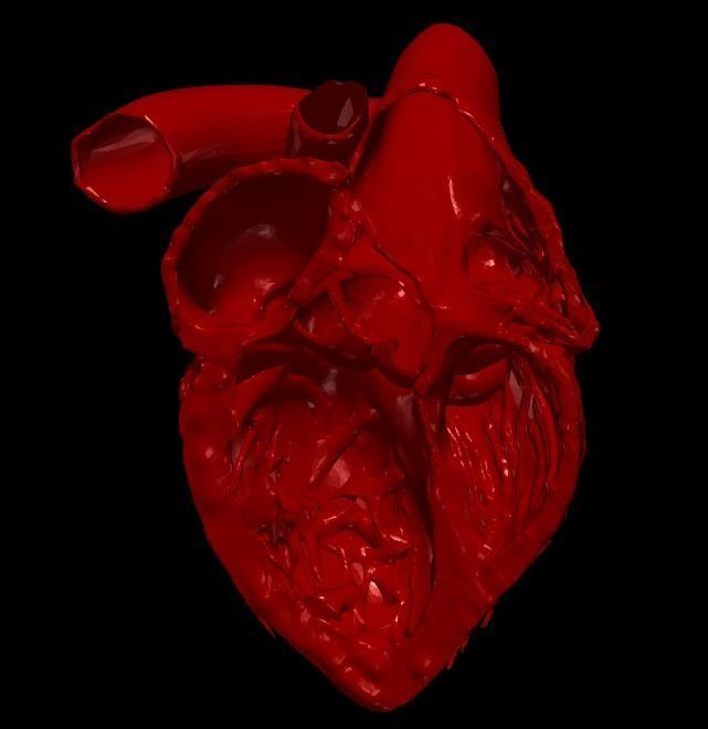 3D Model of Heart Chambers 2 pack 3D model_8