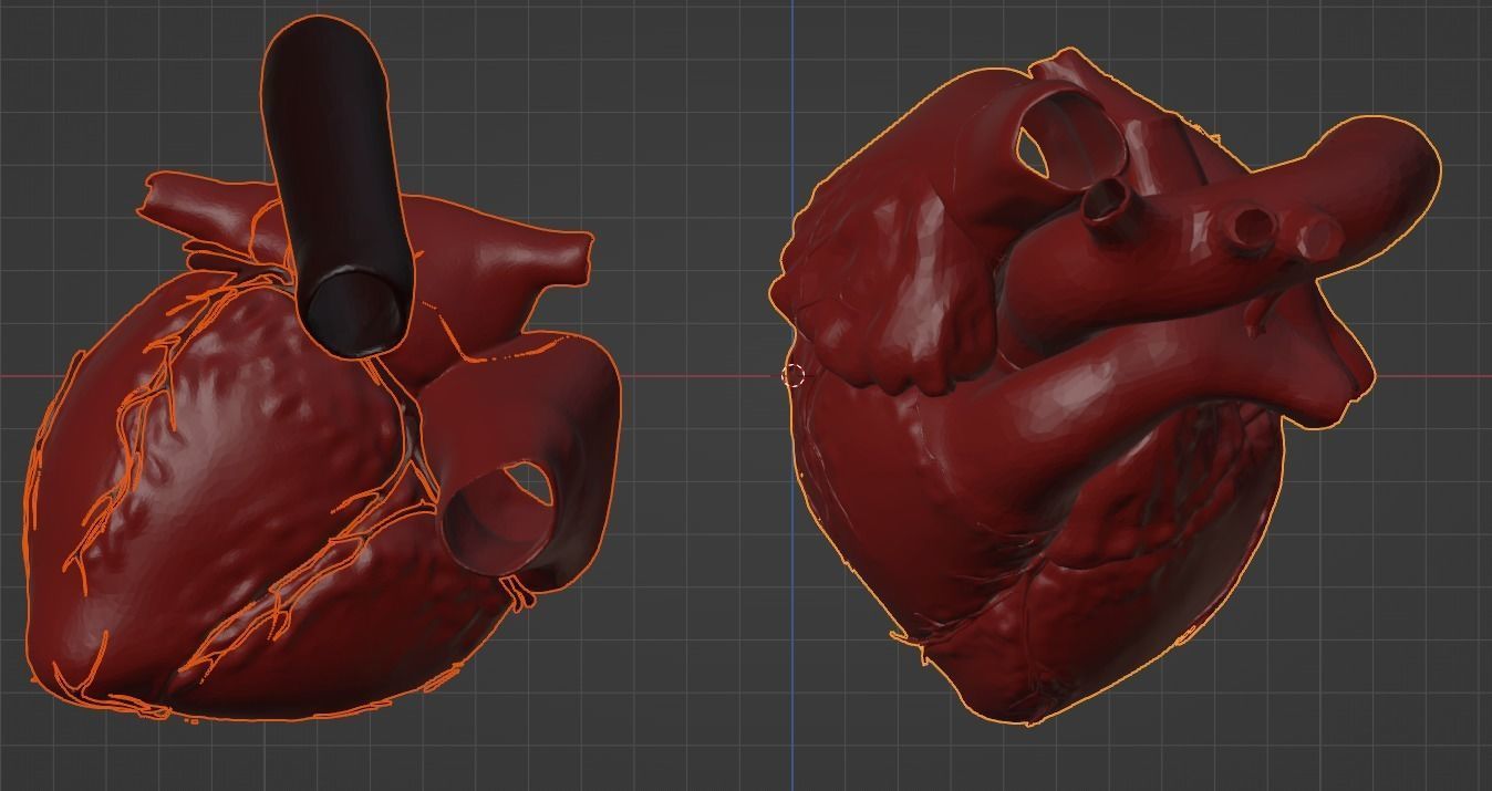 3D Model of Heart Chambers 2 pack 3D model_51