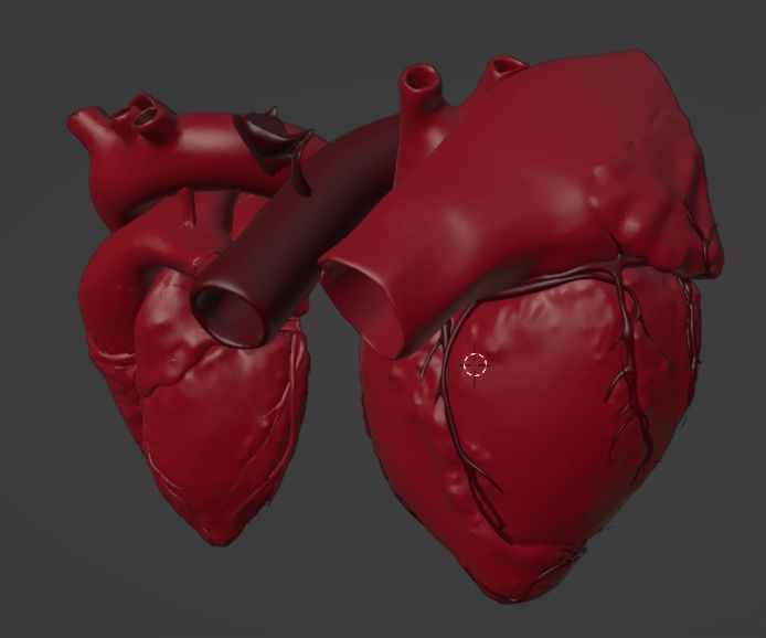 3D Model of Heart Chambers 2 pack 3D model_27