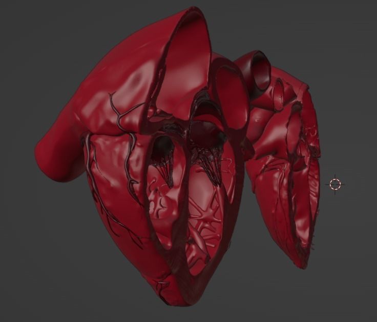 3D Model of Heart Chambers 2 pack 3D model_30
