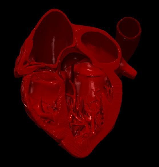 3D Model of Heart Chambers 2 pack 3D model_4