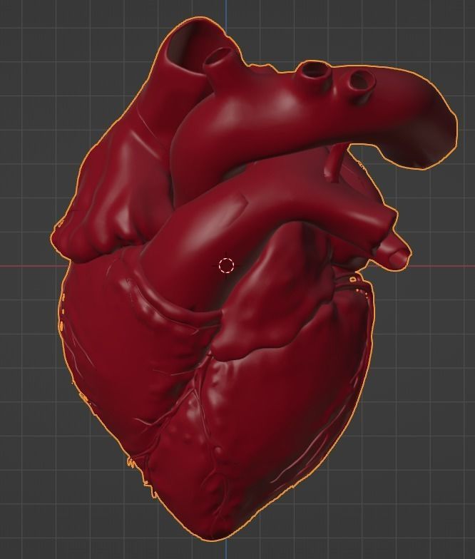 3D Model of Heart Chambers 2 pack 3D model_58