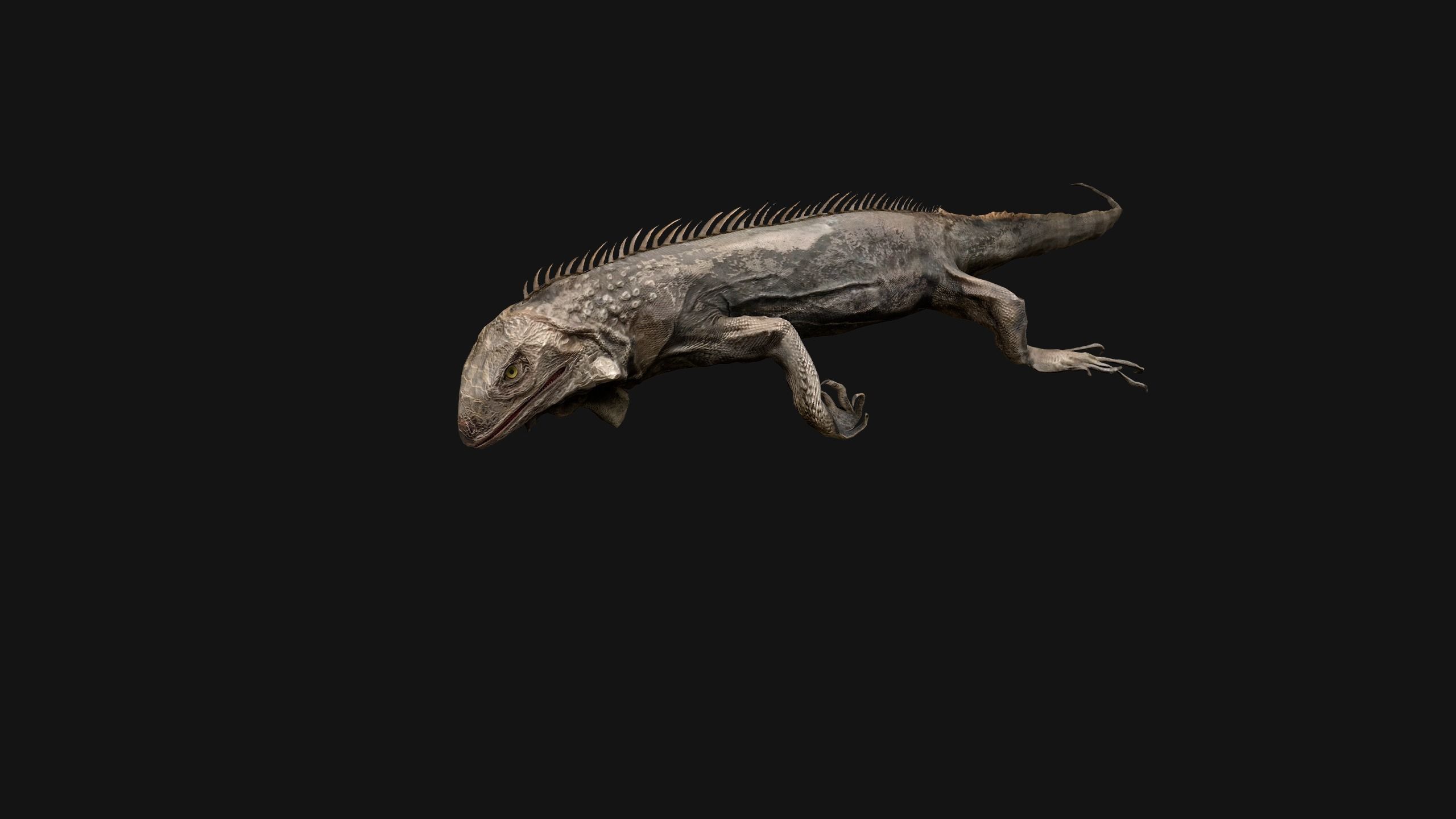Iguana Reptile Animated Low-poly 3D model_11