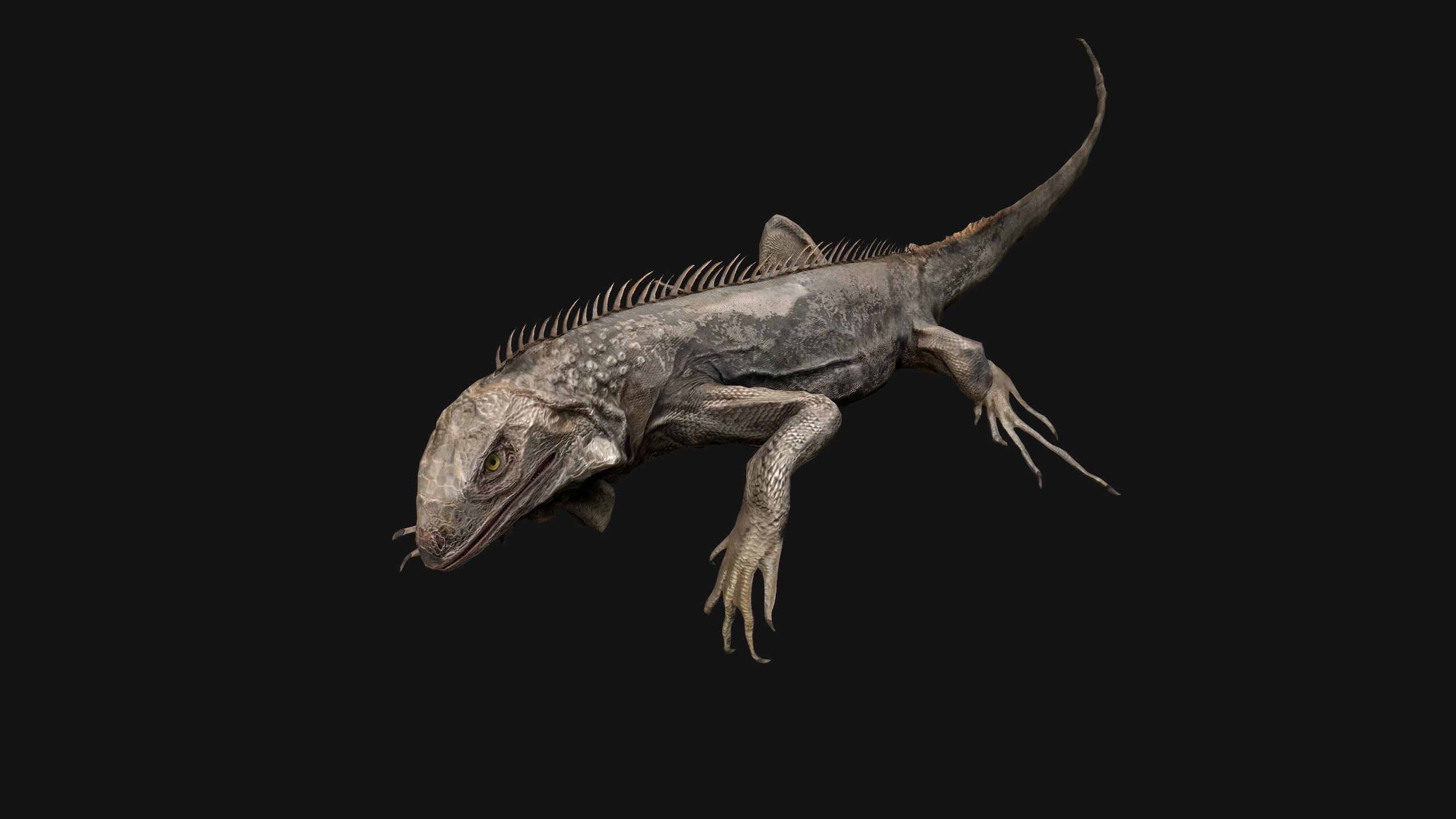 Iguana Reptile Animated Low-poly 3D model_20