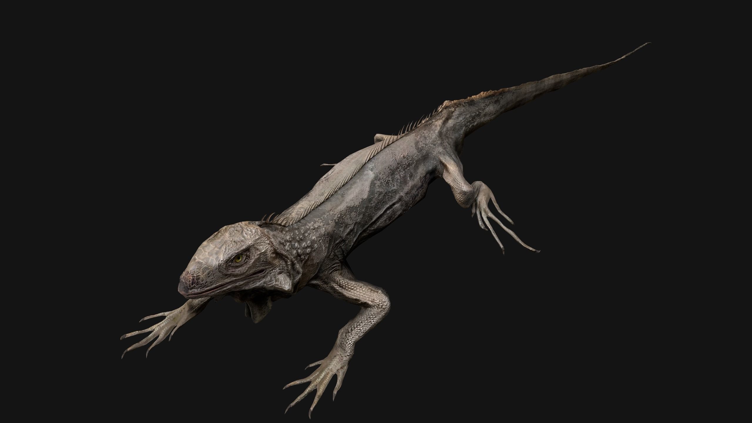 Iguana Reptile Animated Low-poly 3D model_28