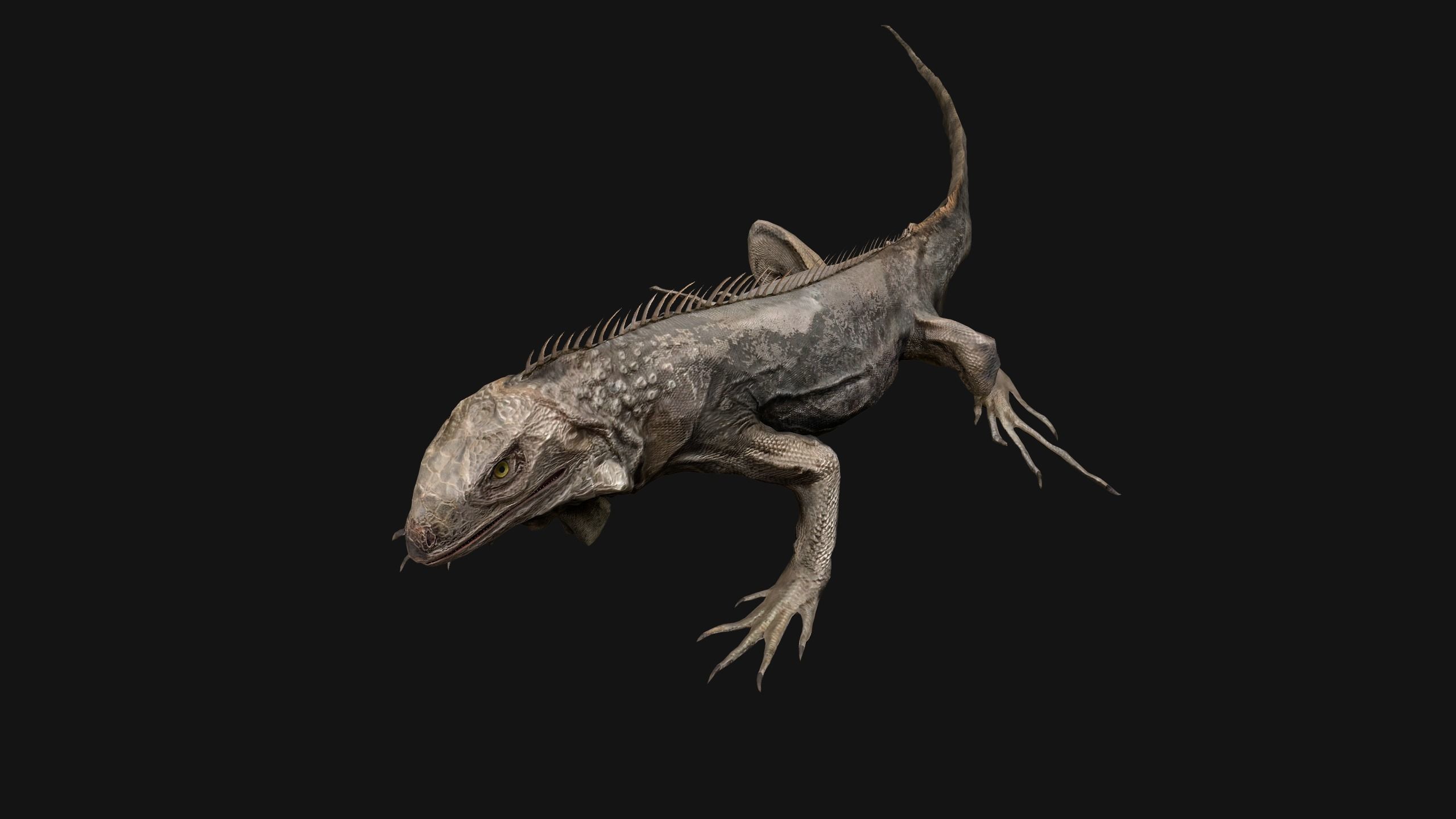 Iguana Reptile Animated Low-poly 3D model_19