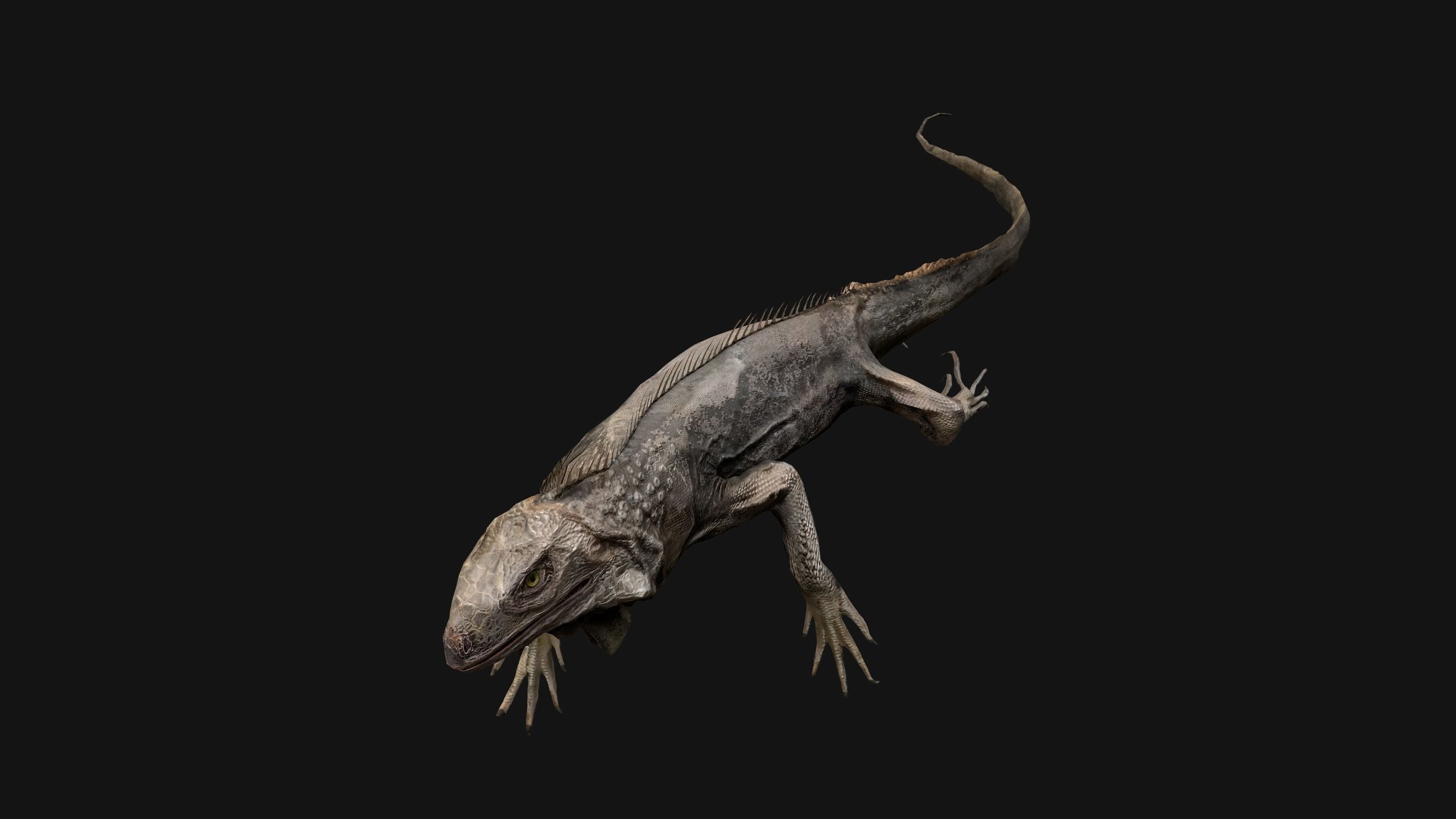 Iguana Reptile Animated Low-poly 3D model_30