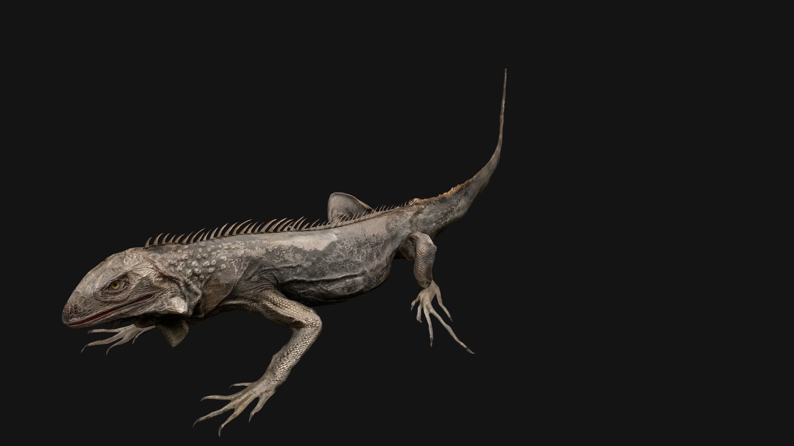 Iguana Reptile Animated Low-poly 3D model_13