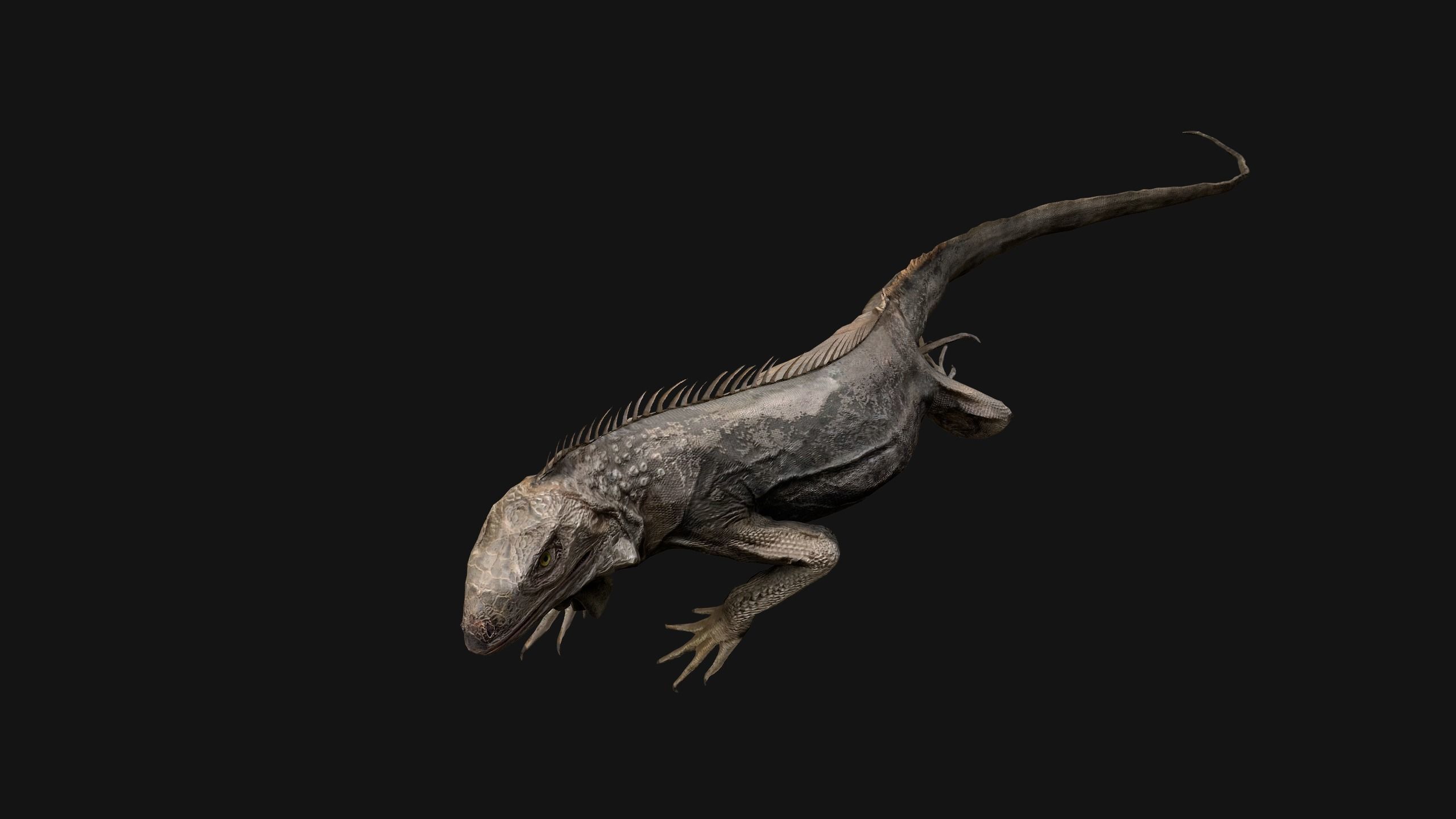 Iguana Reptile Animated Low-poly 3D model_32
