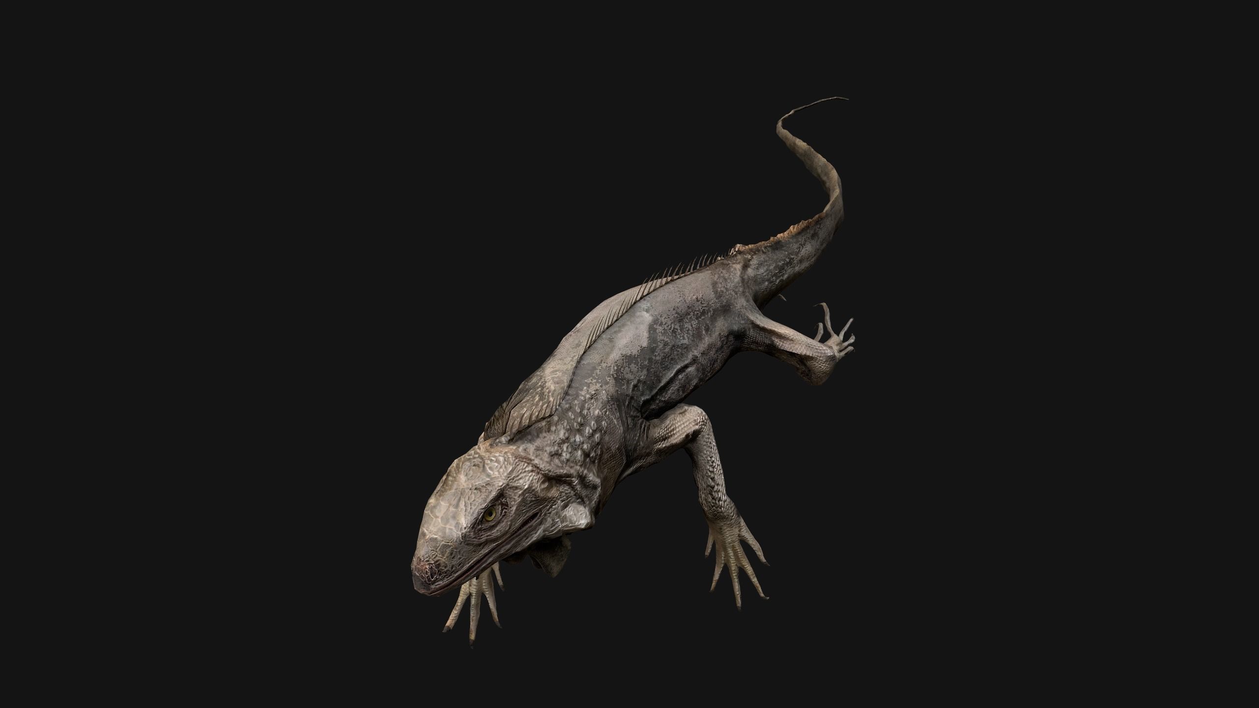 Iguana Reptile Animated Low-poly 3D model_34