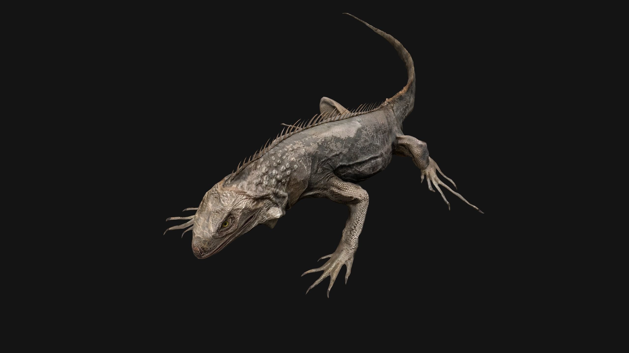 Iguana Reptile Animated Low-poly 3D model_25