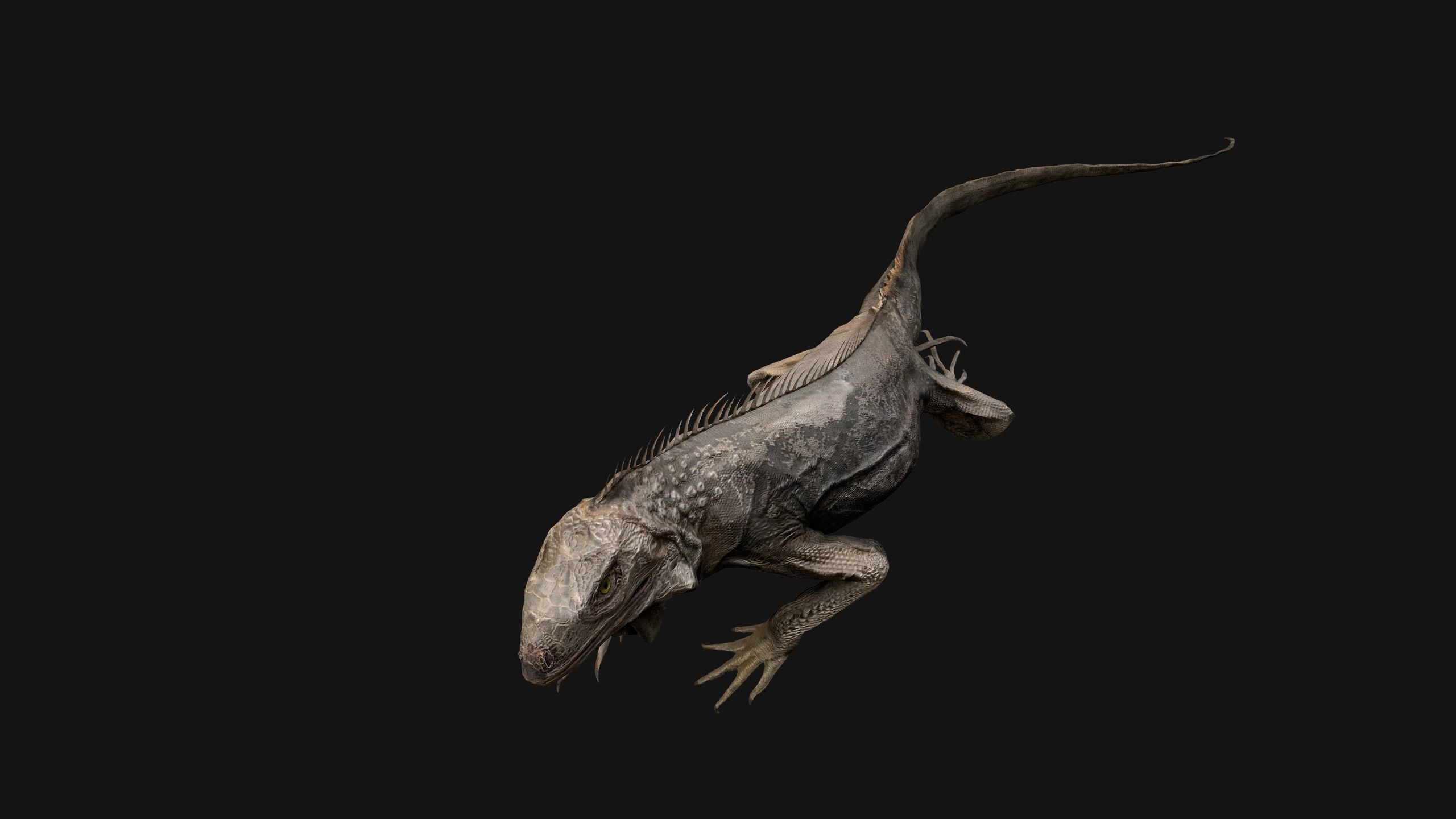 Iguana Reptile Animated Low-poly 3D model_33
