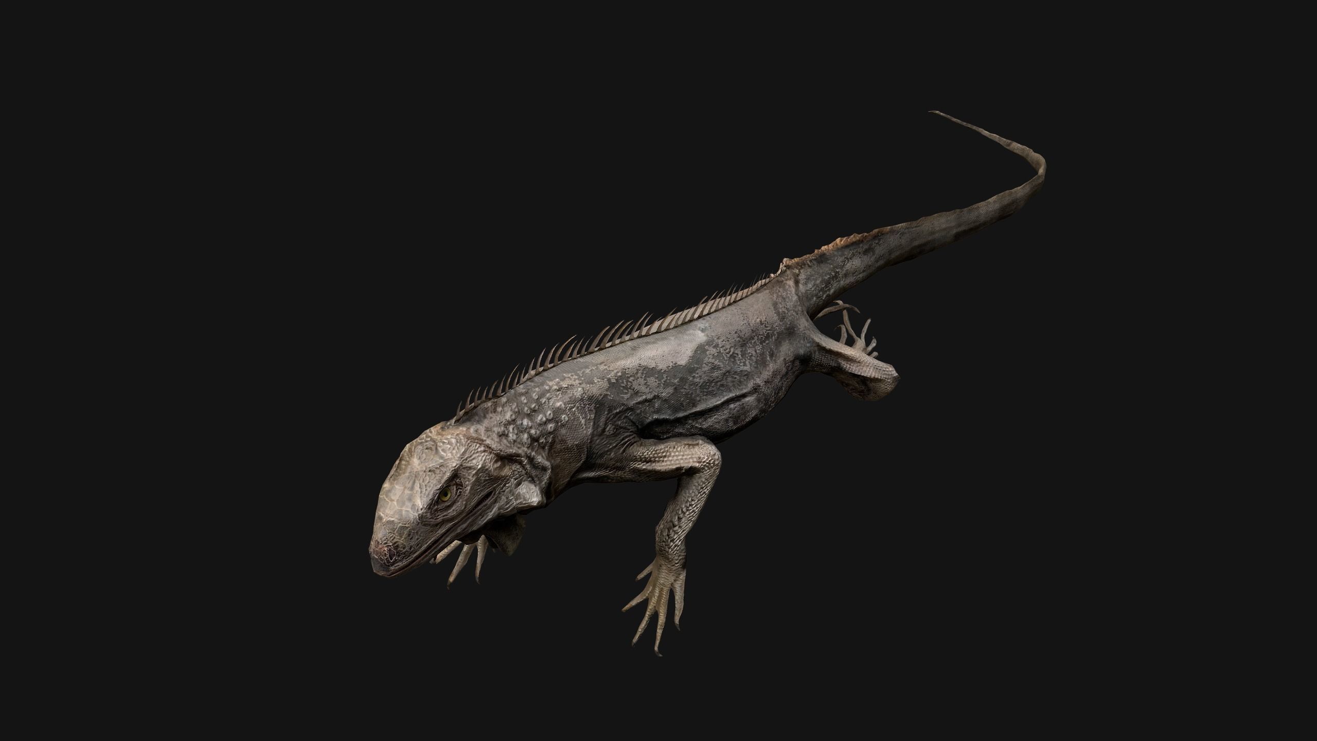 Iguana Reptile Animated Low-poly 3D model_31