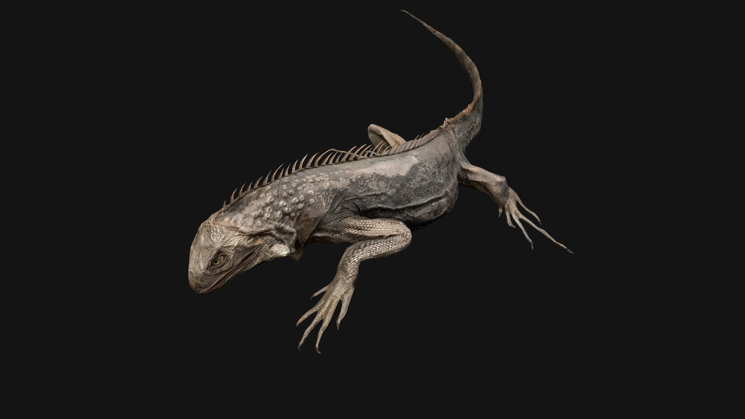 Iguana Reptile Animated Low-poly 3D model_24