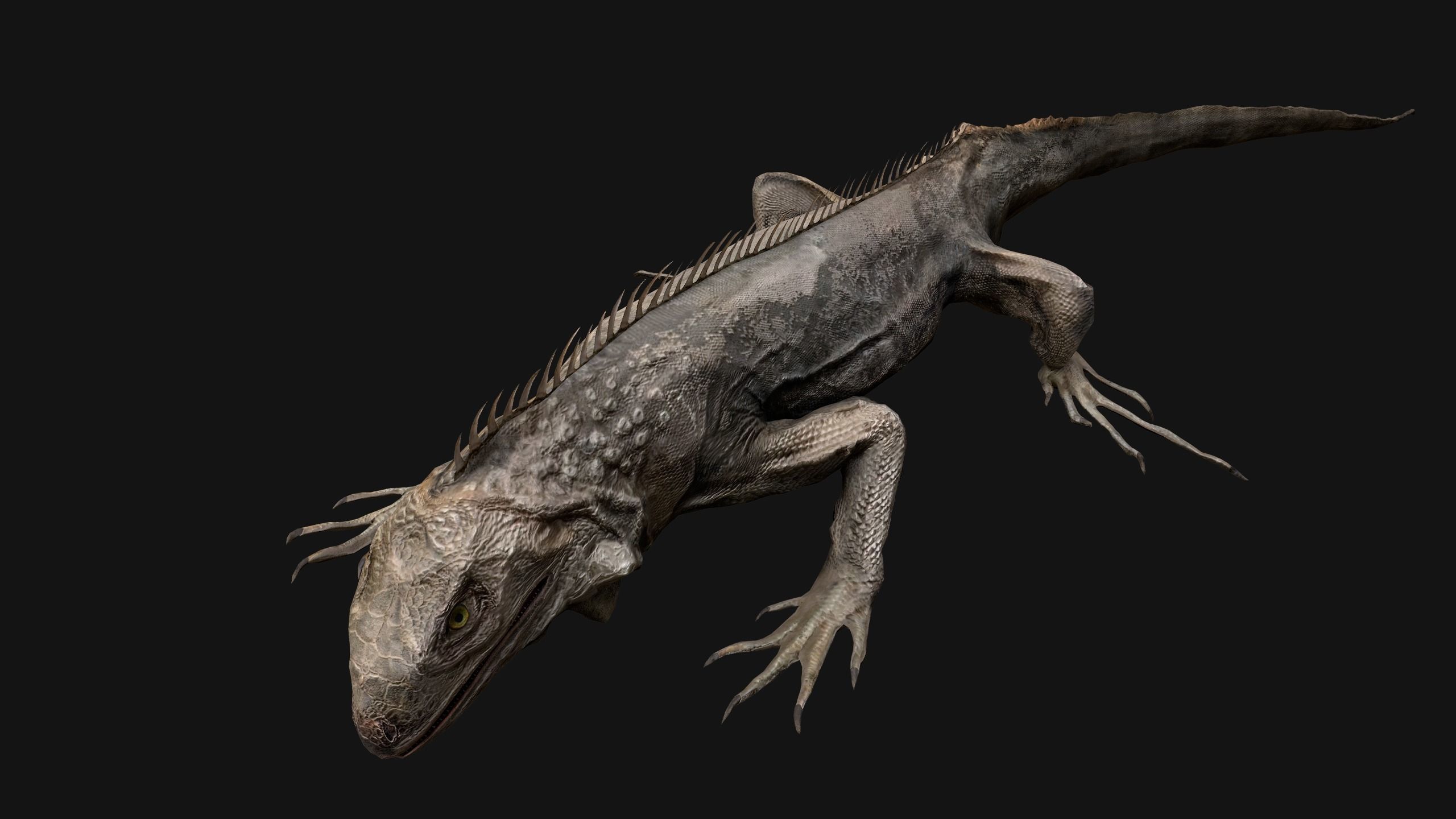 Iguana Reptile Animated Low-poly 3D model_45