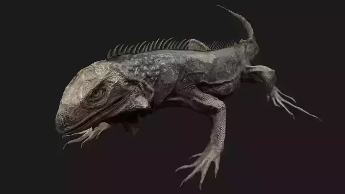 Iguana Reptile Animated Low-poly 3D model