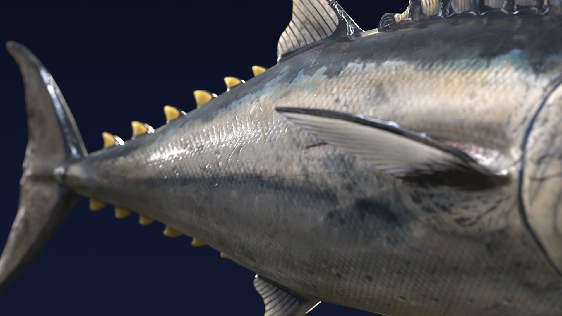 Butchered fish MEGASET 4 models 5 texture variations Low-poly 3D model_27
