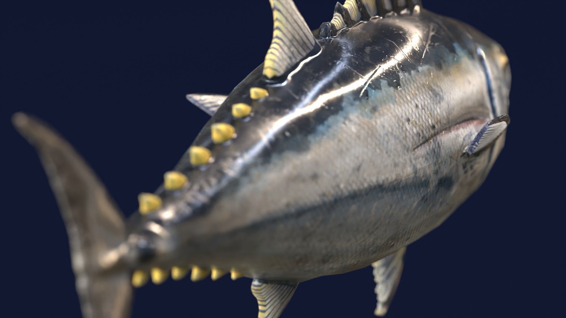 Butchered fish MEGASET 4 models 5 texture variations Low-poly 3D model_28