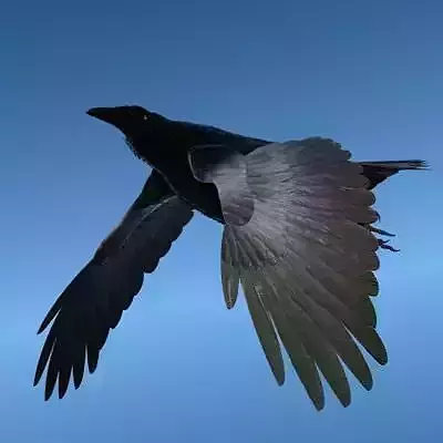 CROW - Fully Rigged For Lightwave 3D model