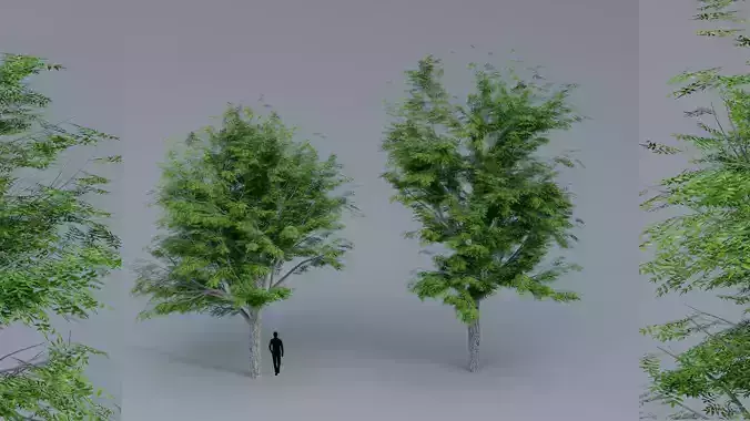 Neem Tree 3d Model 3D model
